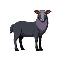 Lovely East Friesian Sheep Realistic Color Illustration vector