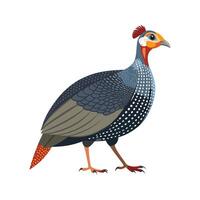 Delightful Guinea Fowl Realistic Color Illustration on a White Background vector