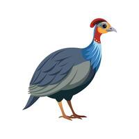 Vivid Guinea Fowl Realistic Color Illustration with Outline vector