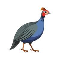 Beautiful Guinea Fowl Realistic Color Illustration with Outline vector