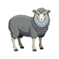 Stunning Herdwick Sheep Realistic Color Illustration vector