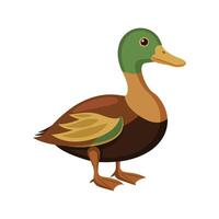 Stunning Khaki Campbell Duck Realistic Color Illustration vector