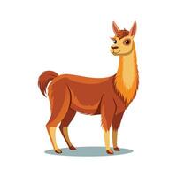 Beautiful Llama Realistic Color Illustration on White Background vector