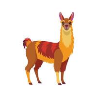 Stunning Llama Realistic Color Illustration on White Background vector