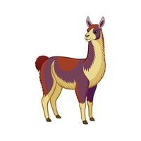 Beautiful Llama Realistic Color Illustration with Outline vector