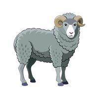 Stunning Merino Sheep Realistic Color Illustration with Outline vector