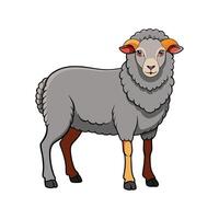 Beautiful Merino Sheep Realistic Color Illustration with Outline vector