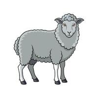 Beautiful Merino Sheep Realistic Color Illustration with Outline. vector