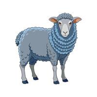 Stunning Merino Sheep Realistic Color Illustration with Outline. vector