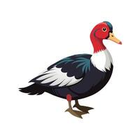 Vivid Muscovy Duck Realistic Color Illustration with Outline vector