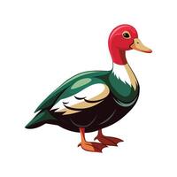 Stunning Muscovy Duck Realistic Color Illustration with Outline vector