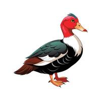 Beautiful Muscovy Duck Realistic Color Illustration with Outline vector