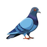 Charming Pigeon Realistic Color Illustration on White Background vector