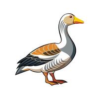 Beautiful Pilgrim Goose Realistic Color Illustration vector