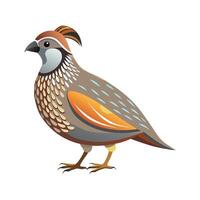 Charming Quail Realistic Color Illustration with Outline vector