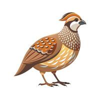 Charming Quail Realistic Color Illustration on White Background vector