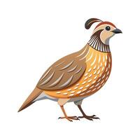 Stunning Quail Realistic Color Illustration on White Background vector