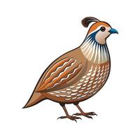 Vivid Quail Realistic Color Illustration with Outline vector