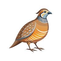 Vivid Quail Realistic Color Illustration on White Background vector