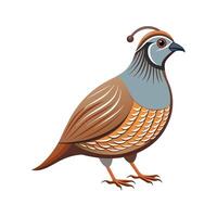 Beautiful Quail Realistic Color Illustration with Outline vector