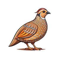 Stunning Quail Realistic Color Illustration with Outline vector