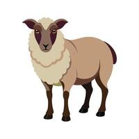 Charming Romney Sheep Realistic Color Illustration vector