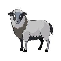 Charming Romney Sheep Realistic Color Illustration. vector