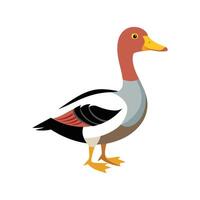 Charming Saxony Duck Realistic Color Illustration with Outline vector