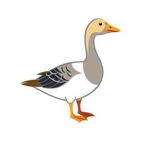 Charming Saxony Goose Realistic Color Illustration with Outline vector
