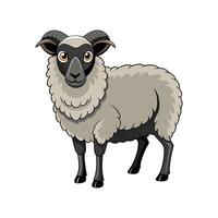 Charming Scottish Blackface Sheep Realistic Color Illustration vector