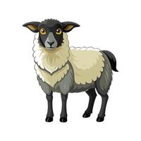 Vivid Scottish Blackface Sheep Realistic Color Illustration vector