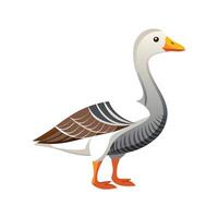 Vivid Saxony Goose Realistic Color Illustration with Outline vector