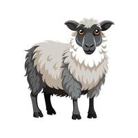 Beautiful Scottish Blackface Sheep Realistic Color Illustration vector