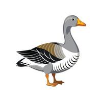 Beautiful Sebastopol Goose Realistic Color Illustration vector