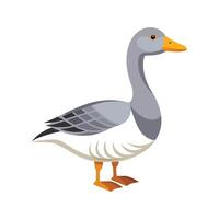 Beautiful Saxony Goose Realistic Color Illustration with Outline vector