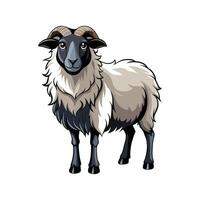 Stunning Scottish Blackface Sheep Realistic Color Illustration vector
