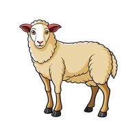 Stunning Sheep Realistic Color Illustration with Outline vector