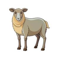 Vivid Sheep Realistic Color Illustration with Outline vector