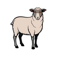 Vivid Suffolk Sheep Realistic Color Illustration with Outline vector