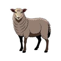 Stunning Suffolk Sheep Realistic Color Illustration with Outline vector