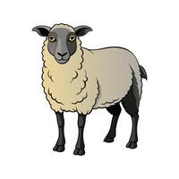 Charming Suffolk Sheep Realistic Color Illustration with Outline. vector