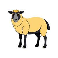 Beautiful Suffolk Sheep Realistic Color Illustration with Outline. vector