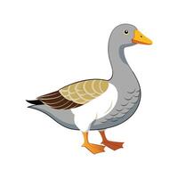Realistic Illustration of Toulouse Goose in Color vector