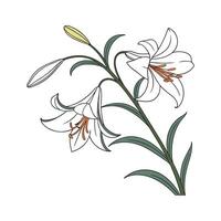 Stunning Zigadenus for Unique Displays vector