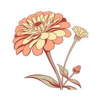 Charming Zinnia for Artistic Displays vector