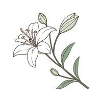 Elegant Zigadenus for Unique Decor vector