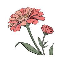 Beautiful Zinnia for Unique Floral Displays vector