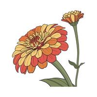 Stunning Zinnia for Colorful Displays vector