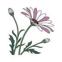 Charming African Daisy Flower Design vector