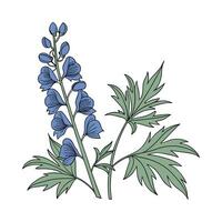 Breathtaking Aconitum on a White Background vector
